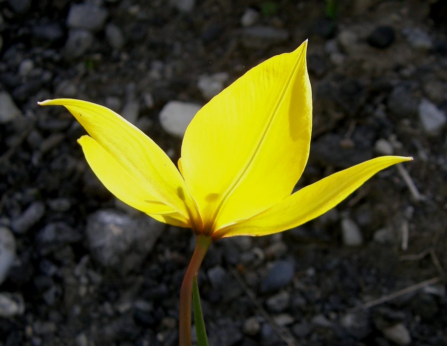 06-Tulipa-sylvestris-F-10-1i-ER.JPG