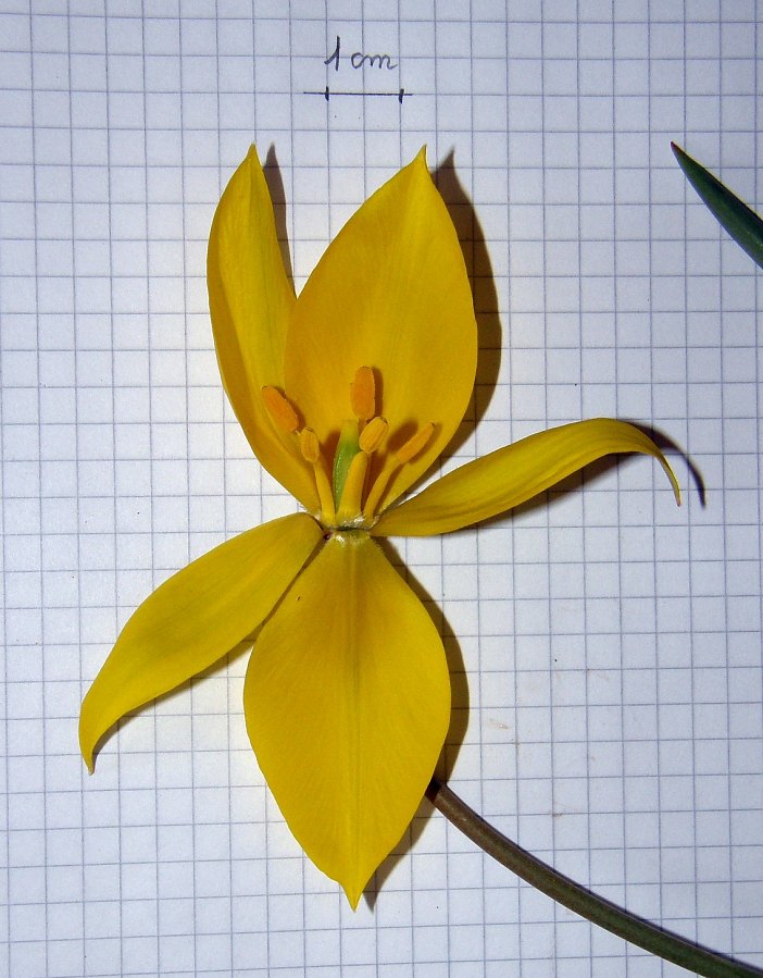 <i>Tulipa sylvestris</i> L.