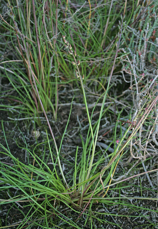 Triglochin bulbosum L. subsp. barrelieri (Loisel.) Rouy {F 3948}