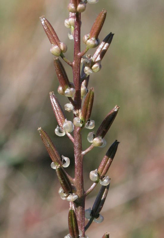 Triglochin bulbosum L. subsp. barrelieri (Loisel.) Rouy