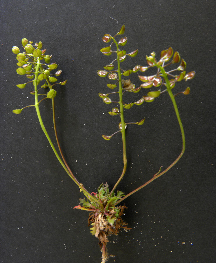 <i>Teesdalia coronopifolia</i> (J.P.Bergeret) Thell.