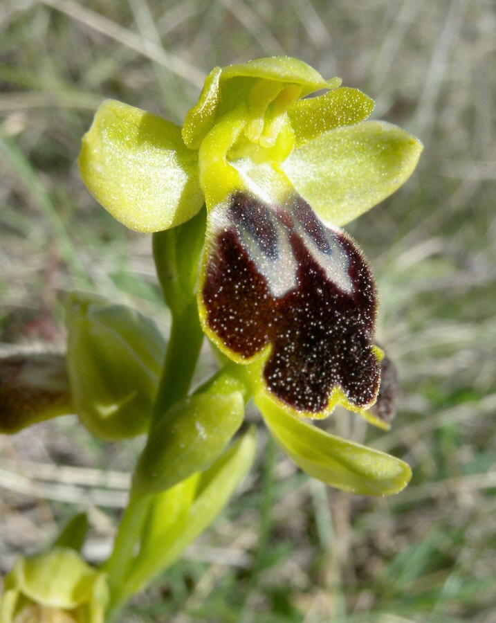 Ophrys fusca fiore-2010 04 10-La Mortola.jpg
