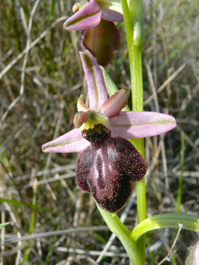 Ophrys arachnitiformis fiore 2-2010 04 10-La Mortola.jpg