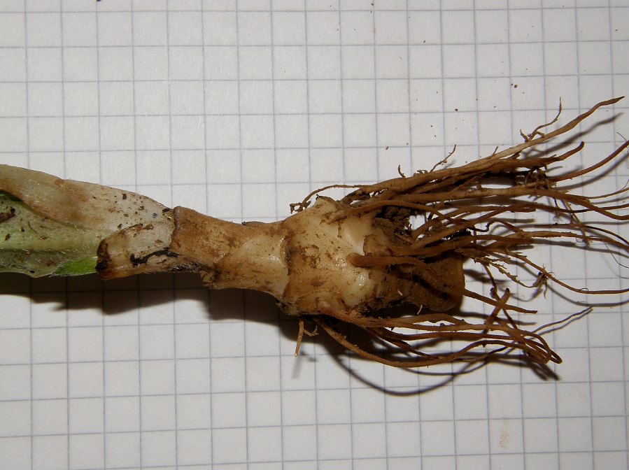 <i>Symphytum tuberosum</i> L. subsp. <i>angustifolium</i> (A.Kern.) Nyman