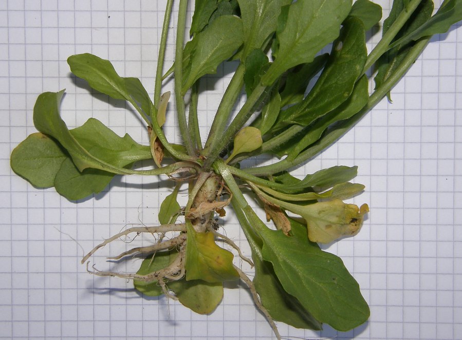 <i>Mummenhoffia alliacea</i> (L.) Esmailbegi & Al-Shehbaz