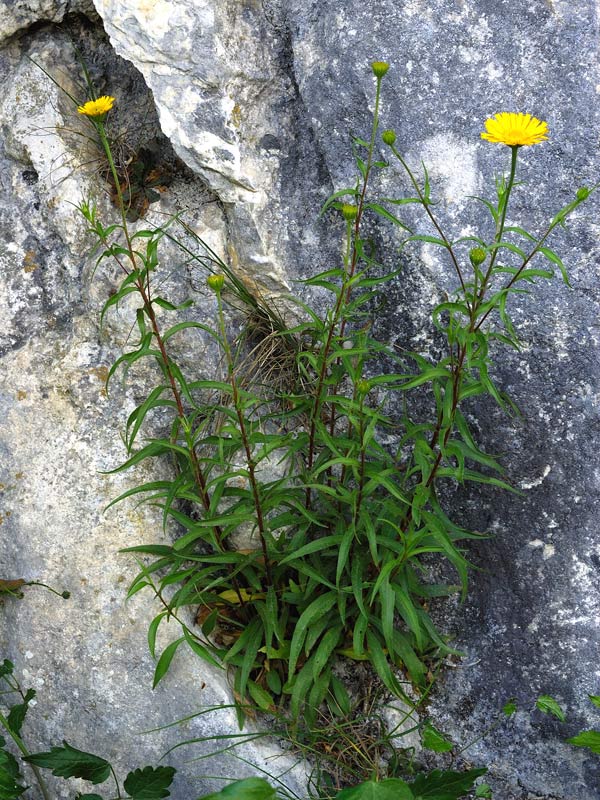 <i>Buphthalmum salicifolium</i> L. subsp. <i>flexile</i> (Bertol.) Garbari