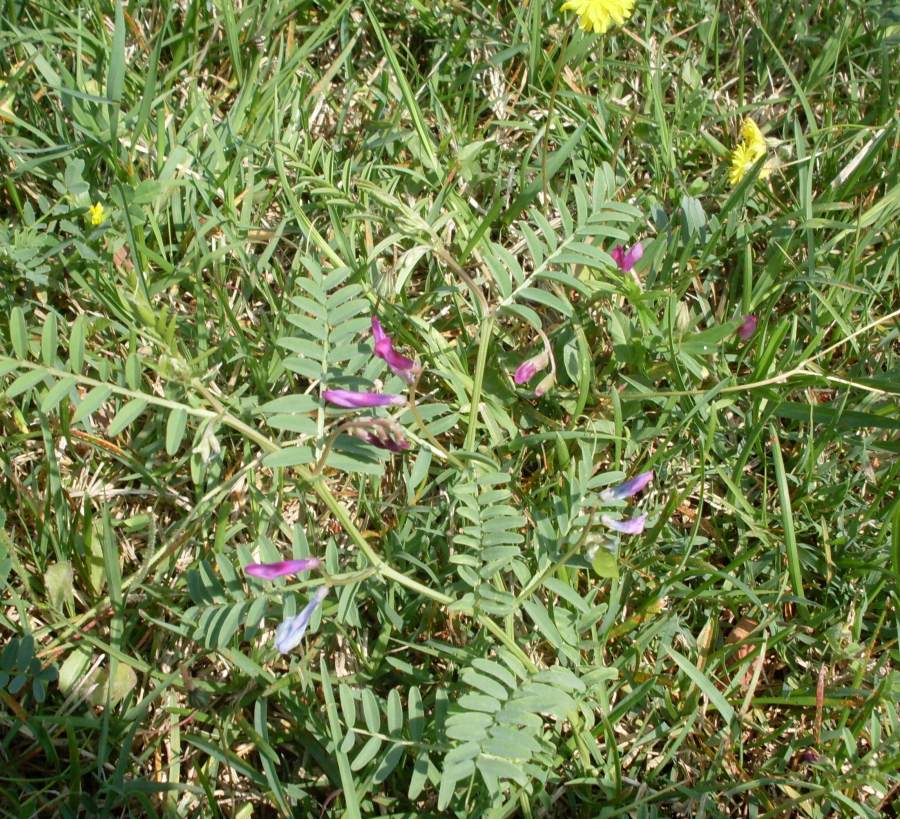 <i>Vicia monantha</i> Retz. subsp. <i>calcarata</i> (Desf.) Romero Zarco
