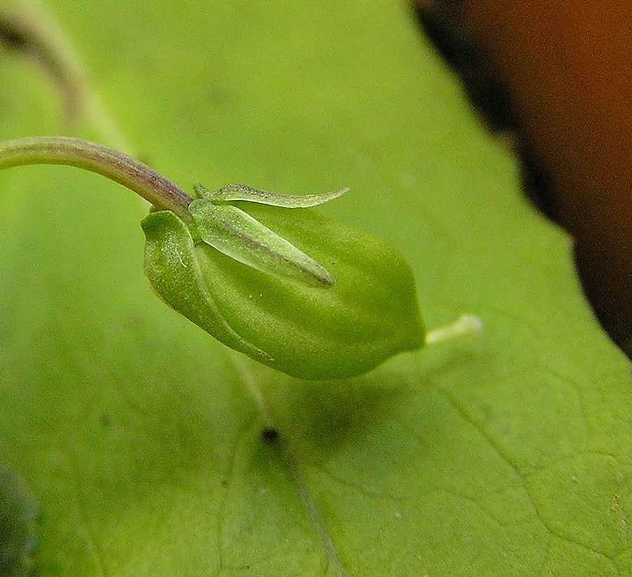 <i>Viola reichenbachiana</i> Jord. ex Boreau