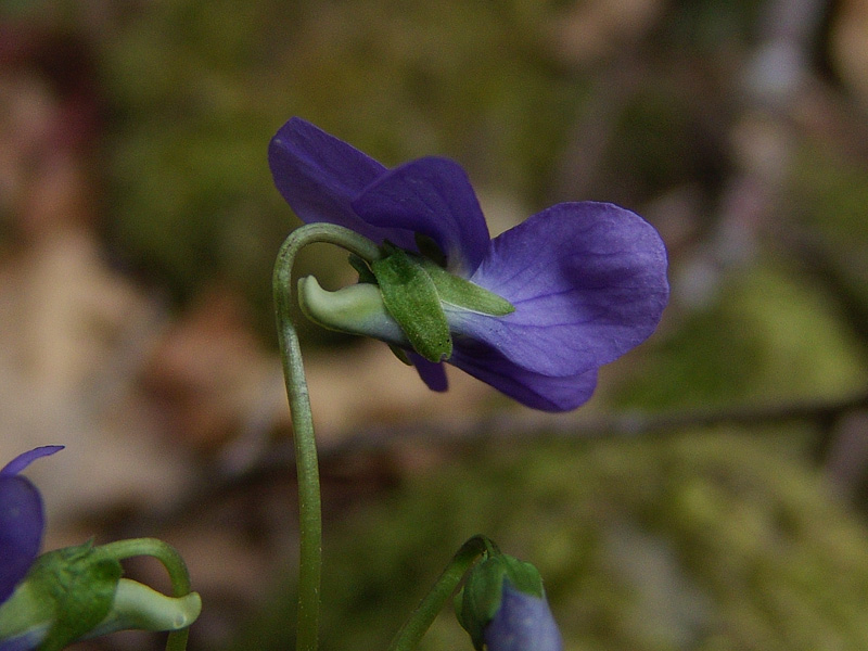<i>Viola collina</i> Besser