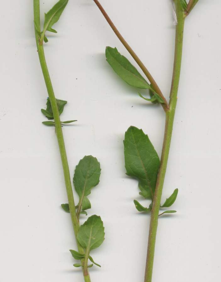 <i>Eruca vesicaria</i> (L.) Cav.
