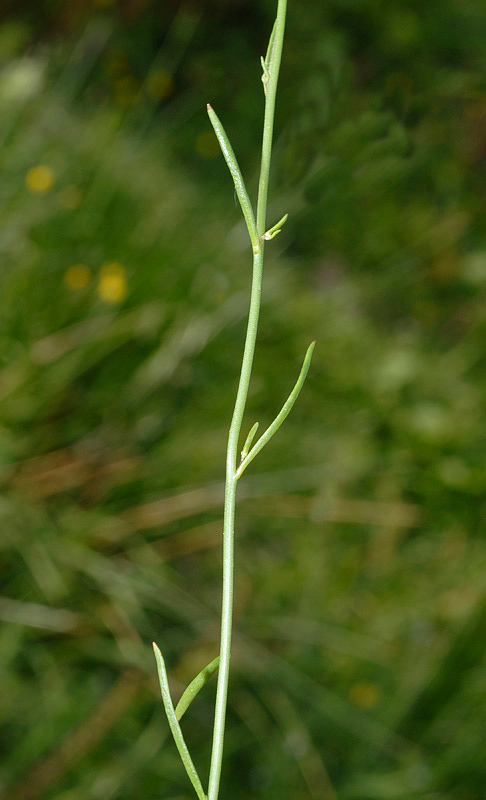 <i>Linaria pelisseriana</i> (L.) Mill.