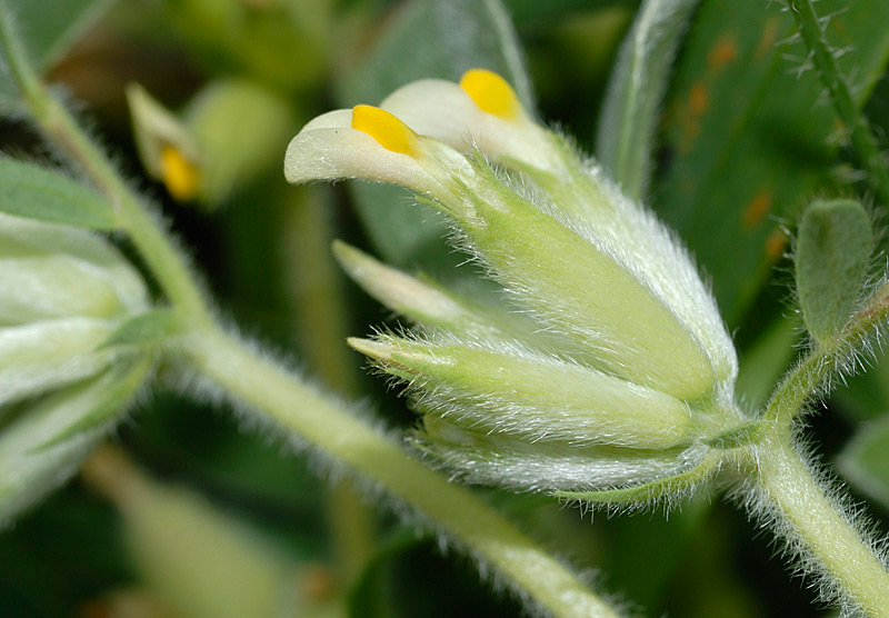 <i>Tripodion tetraphyllum</i> (L.) Fourr.