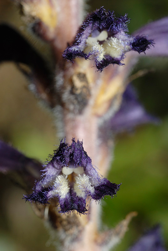 <i>Phelipanche lavandulacea</i> (Rchb.) Pomel subsp. <i>lavandulacea</i>