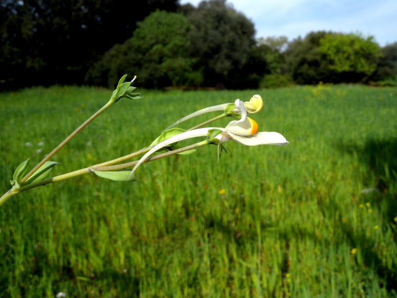<i>Linaria reflexa</i> (L.) Desf. subsp. <i>reflexa</i>
