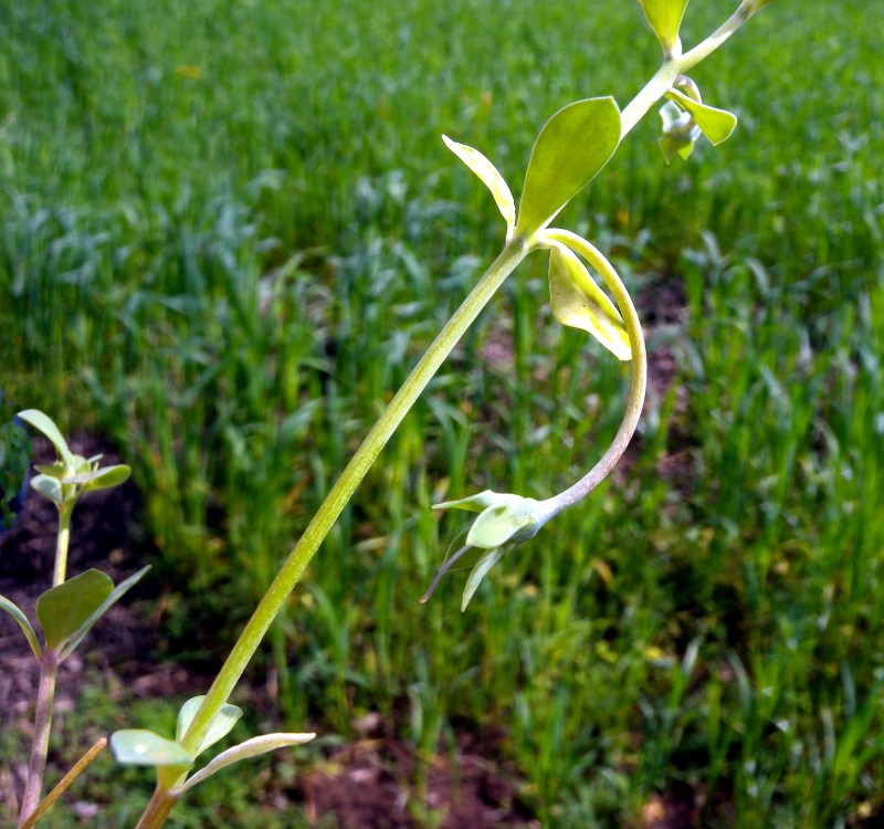 <i>Linaria reflexa</i> (L.) Desf. subsp. <i>reflexa</i>