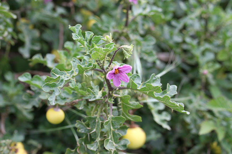 <i>Solanum linnaeanum</i> Hepper & P.-M.L.Jaeger