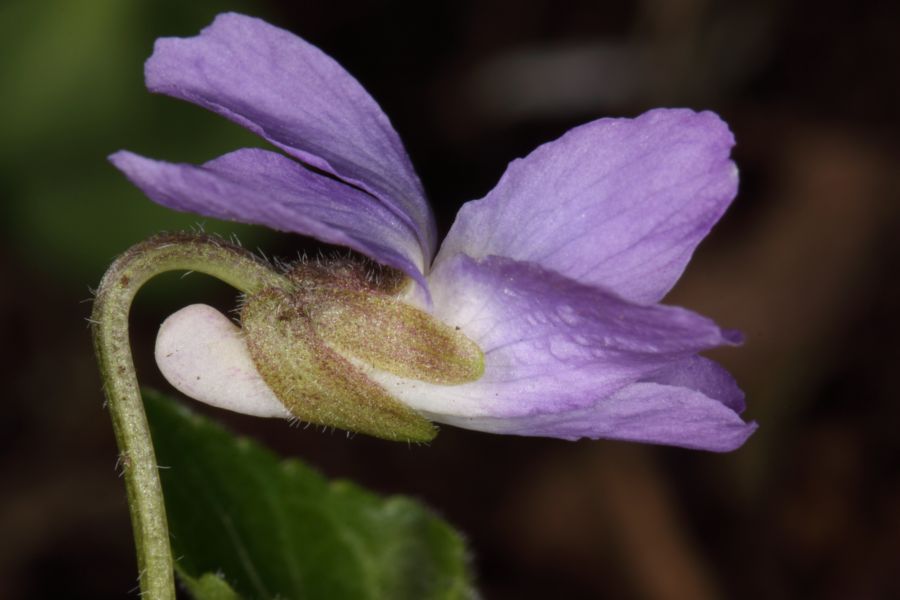 <i>Viola collina</i> Besser