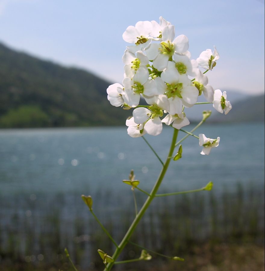 <i>Capsella grandiflora</i> (Fauché & Chaub.) Boiss.