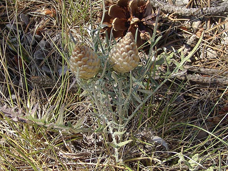 <i>Rhaponticum coniferum</i> (L.) Greuter