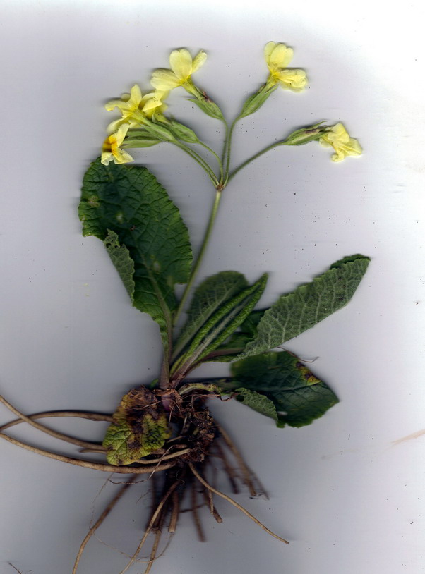 <i>Primula x polyantha</i> Mill.