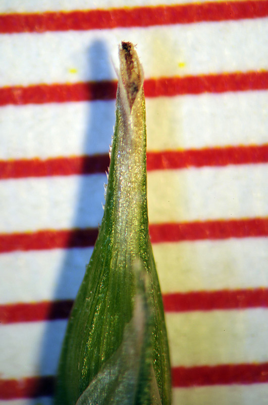 <i>Carex depauperata</i> Curtis ex With.
