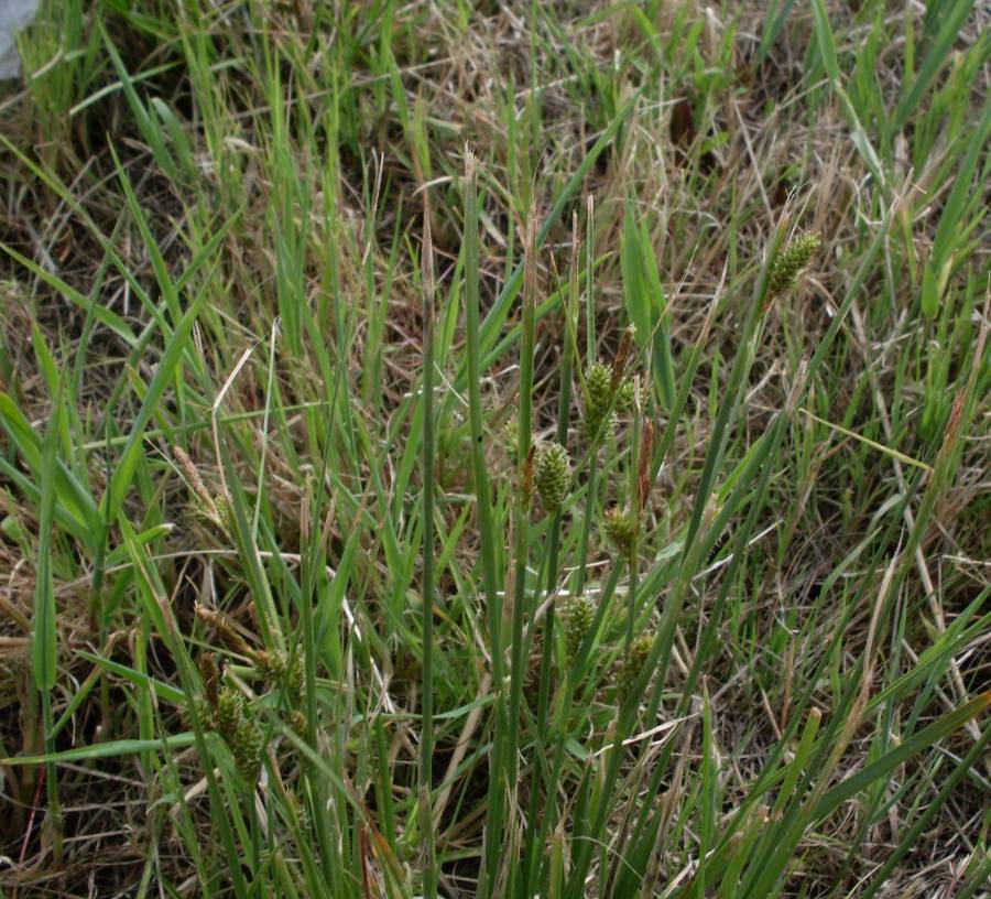 <i>Carex extensa</i> Gooden.