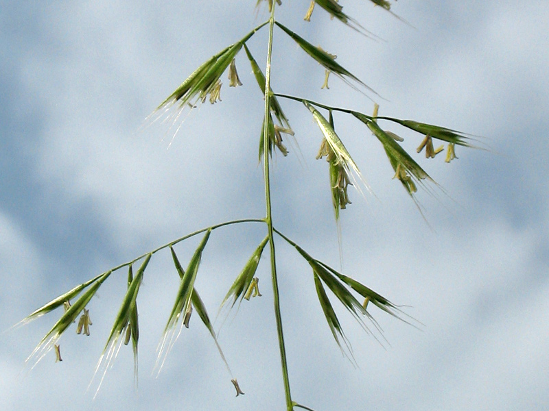 <i>Festuca geniculata</i> (L.) Lag. & Rodr. subsp. <i>geniculata</i>