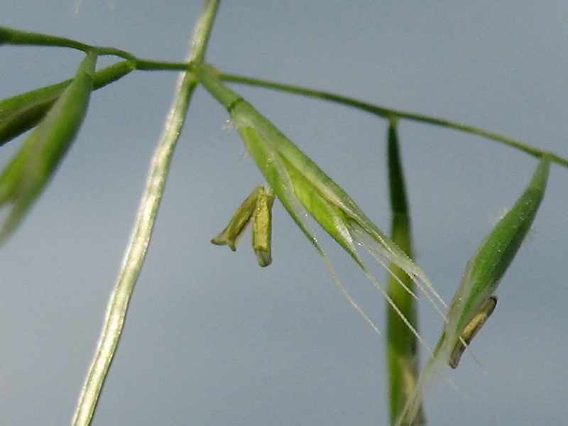 <i>Festuca geniculata</i> (L.) Lag. & Rodr. subsp. <i>geniculata</i>