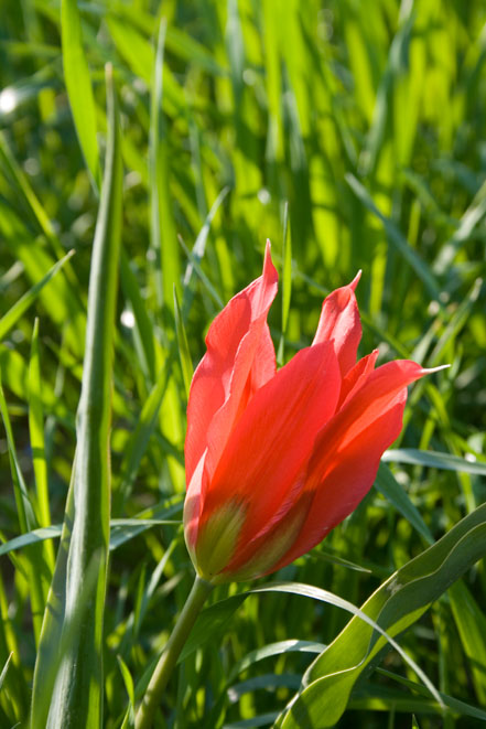 <i>Tulipa agenensis</i> Redouté