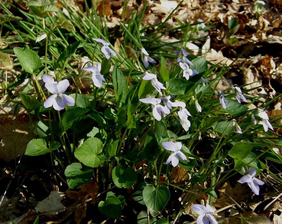 <i>Viola canina</i> L.