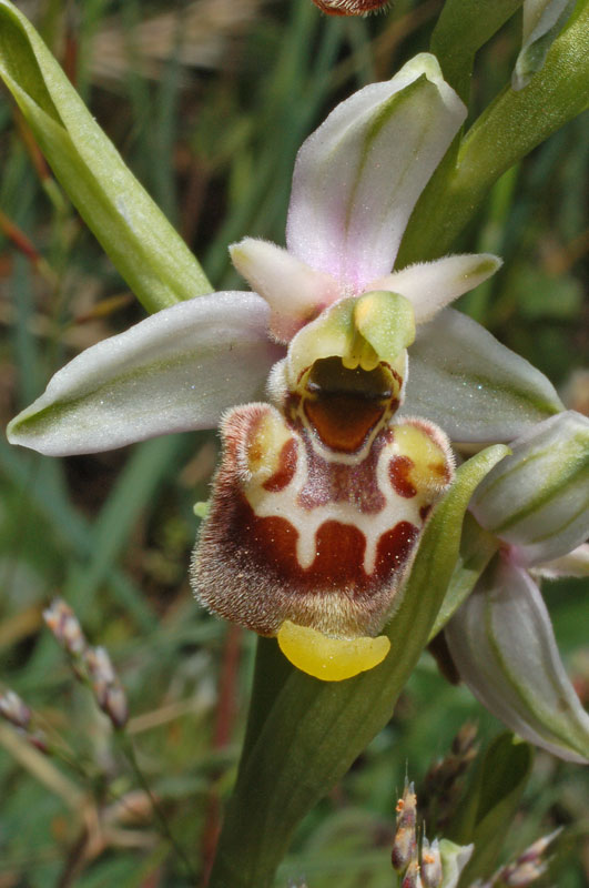 <i>Ophrys annae</i> Devillers-Tersch. & Devillers