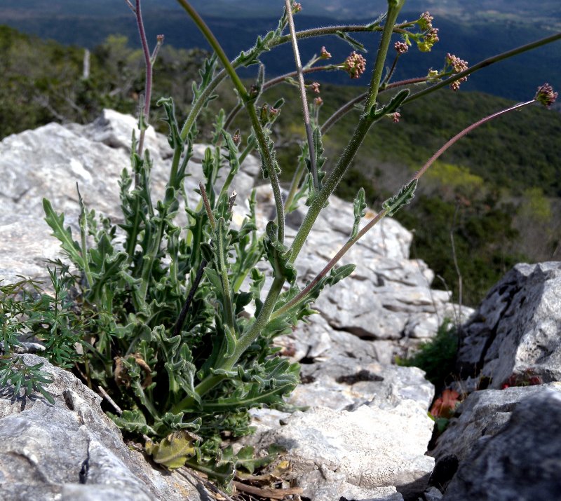 <i>Biscutella pichiana</i> Raffaelli subsp. <i>pichiana</i>