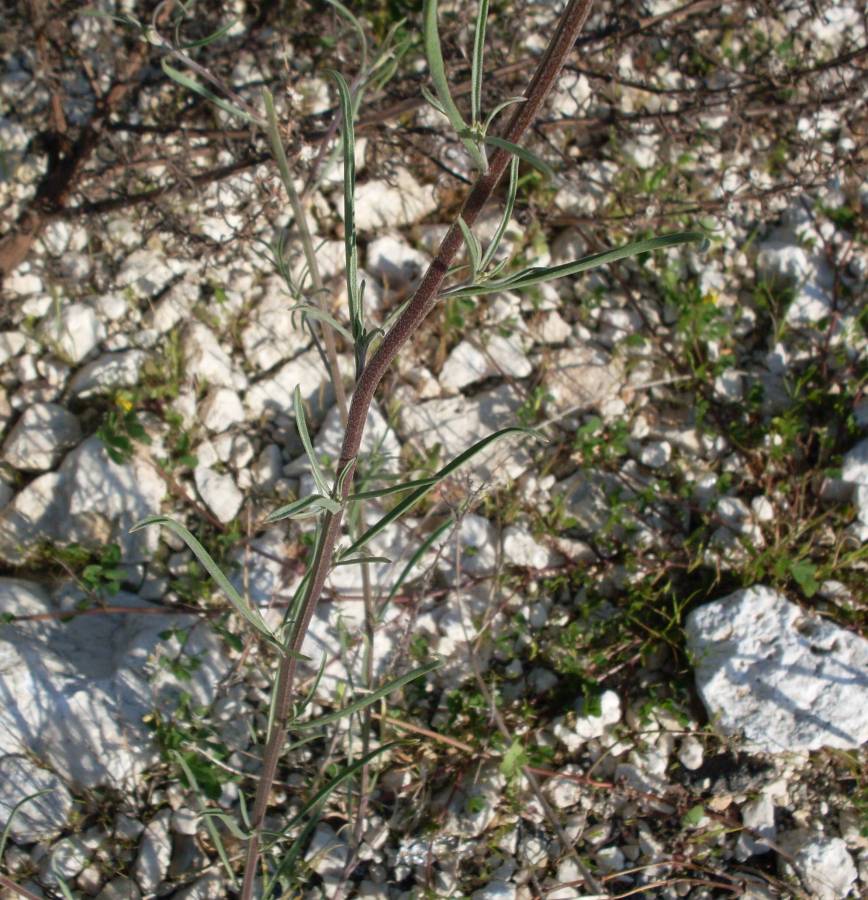 <i>Erysimum crassistylum</i> C.Presl subsp. <i>garganicum</i> Peccenini & Polatschek