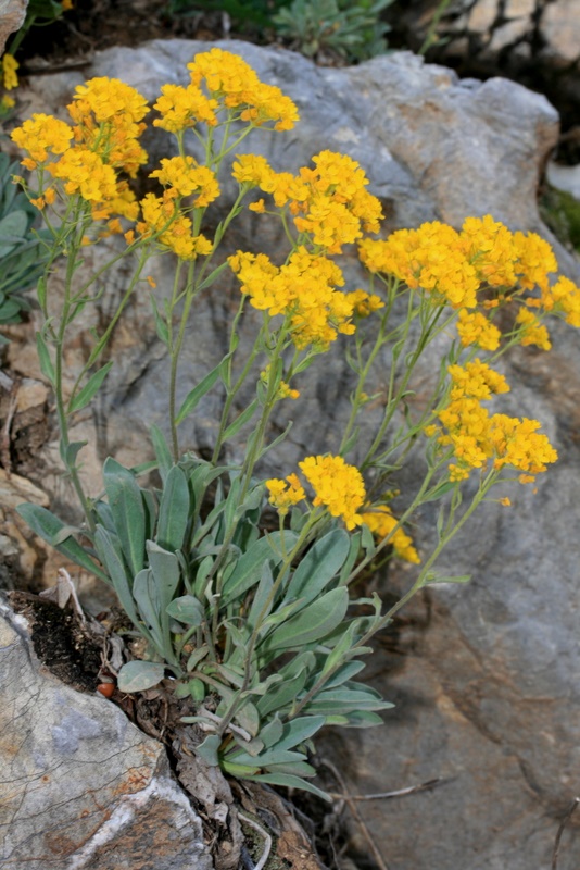 <i>Aurinia saxatilis</i> (L.) Desv. subsp. <i>orientalis</i> (Ard.) T.R.Dudley