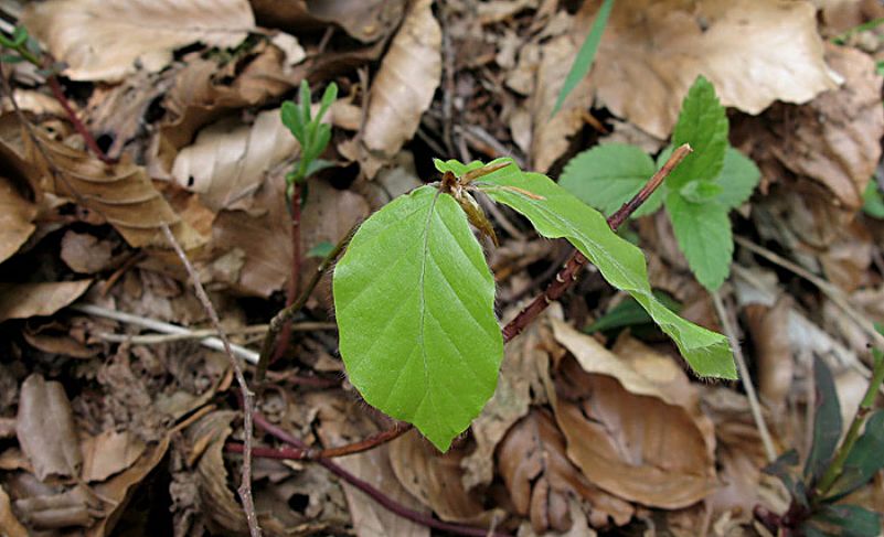 Fagus sylvatica L. subsp. sylvatica