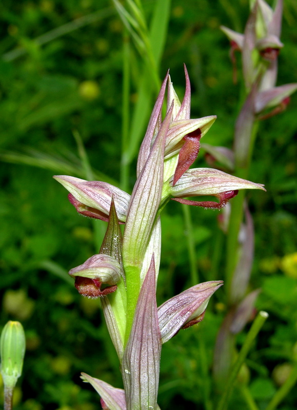 S. parviflora (2).jpg