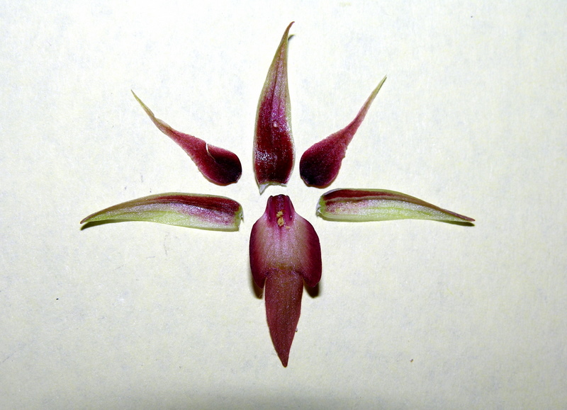 S.parviflora 6 (2).jpg