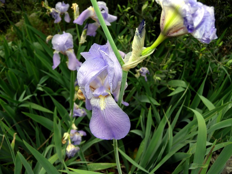 <i>Iris pallida</i> Lam.