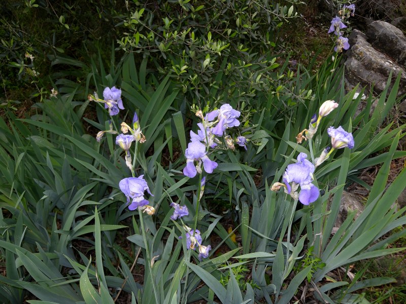 <i>Iris pallida</i> Lam.
