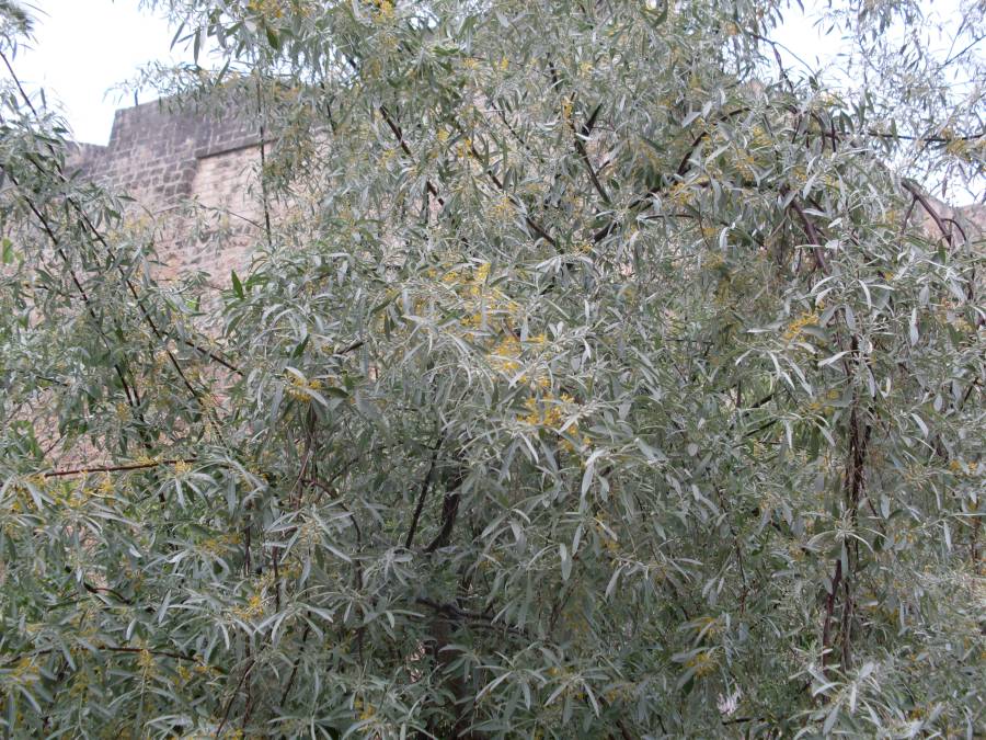 elaeagnus-angustifolia00394.JPG