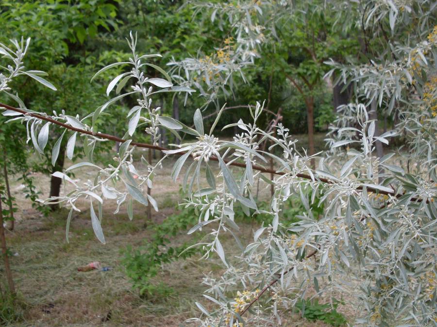 elaeagnus-angustifolia00395.JPG