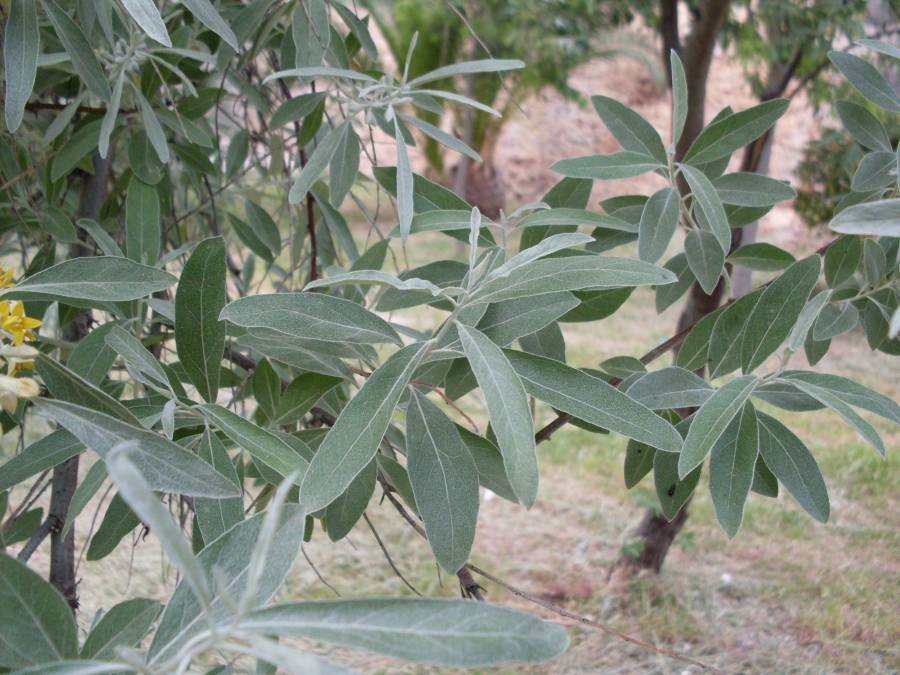 elaeagnus-angustifolia00400.JPG