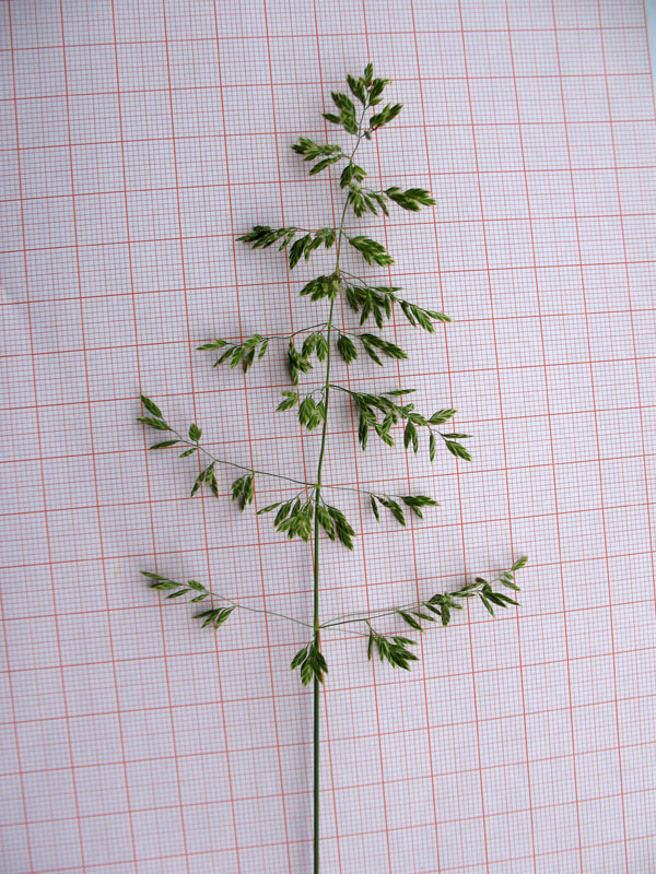 <i>Poa pratensis</i> L. subsp. <i>pratensis</i>