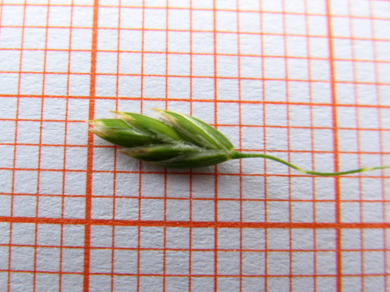 <i>Poa pratensis</i> L. subsp. <i>pratensis</i>