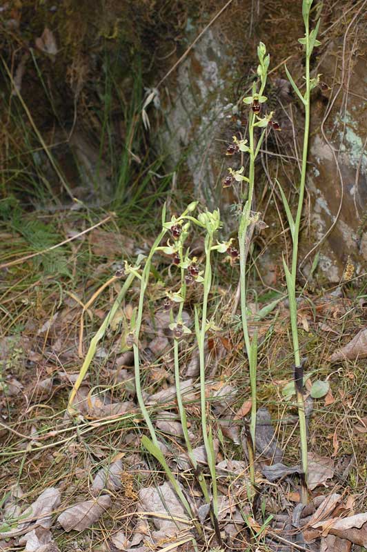 <i>Ophrys conradiae</i> Melki & Deschatres