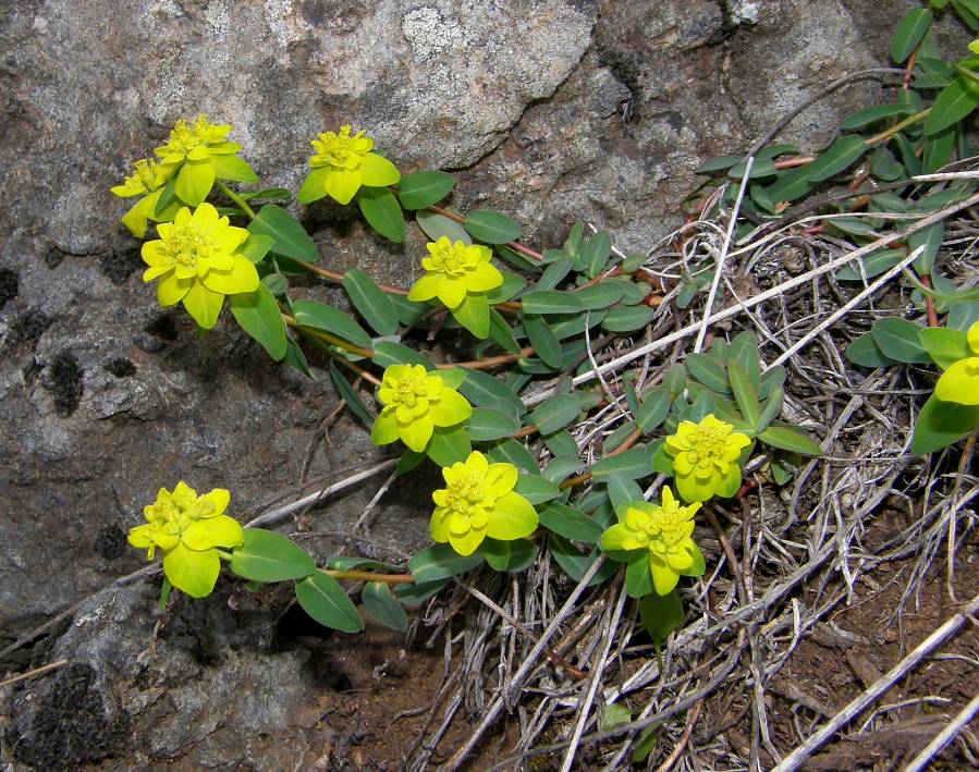 <i>Euphorbia verrucosa</i> L.