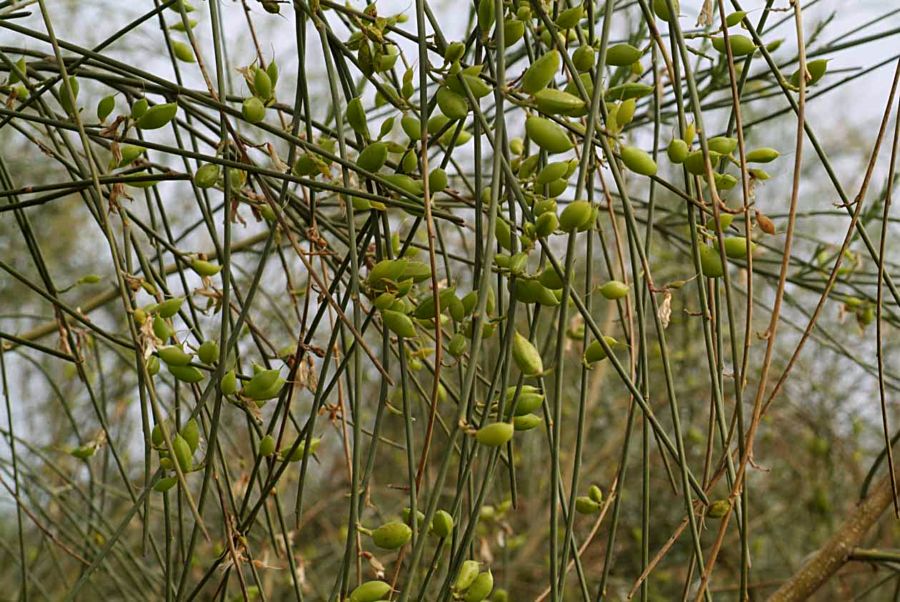 <i>Retama raetam</i> (Forssk.) Webb & Berthel. subsp. <i>gussonei</i> (Webb) Greuter