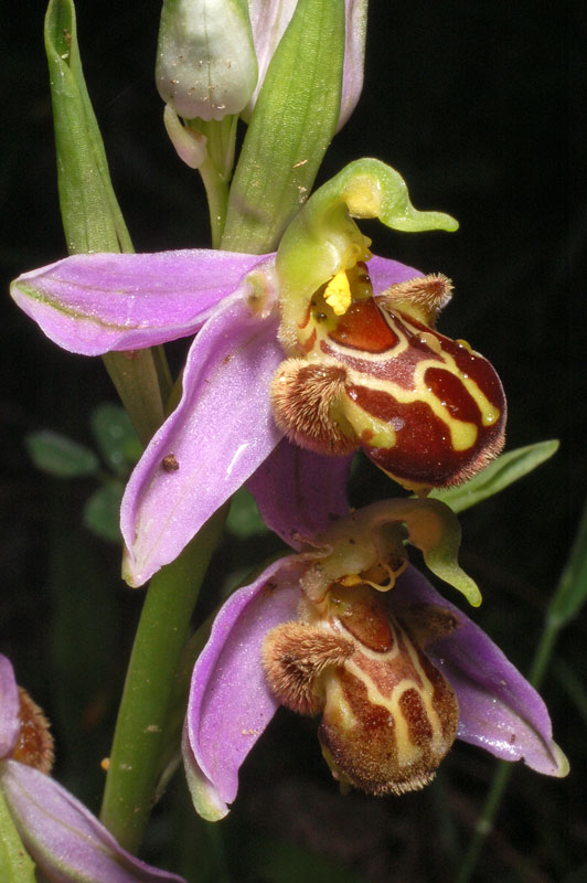 <i>Ophrys apifera</i> Huds.