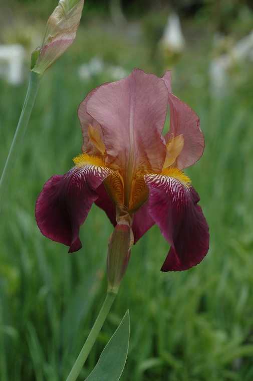 <i>Iris germanica</i> L.