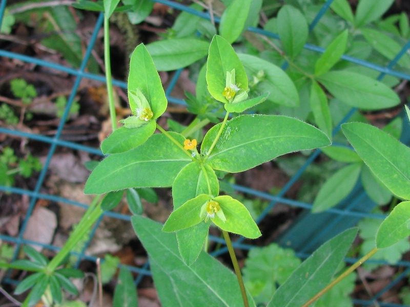 <i>Euphorbia hirsuta</i> L.